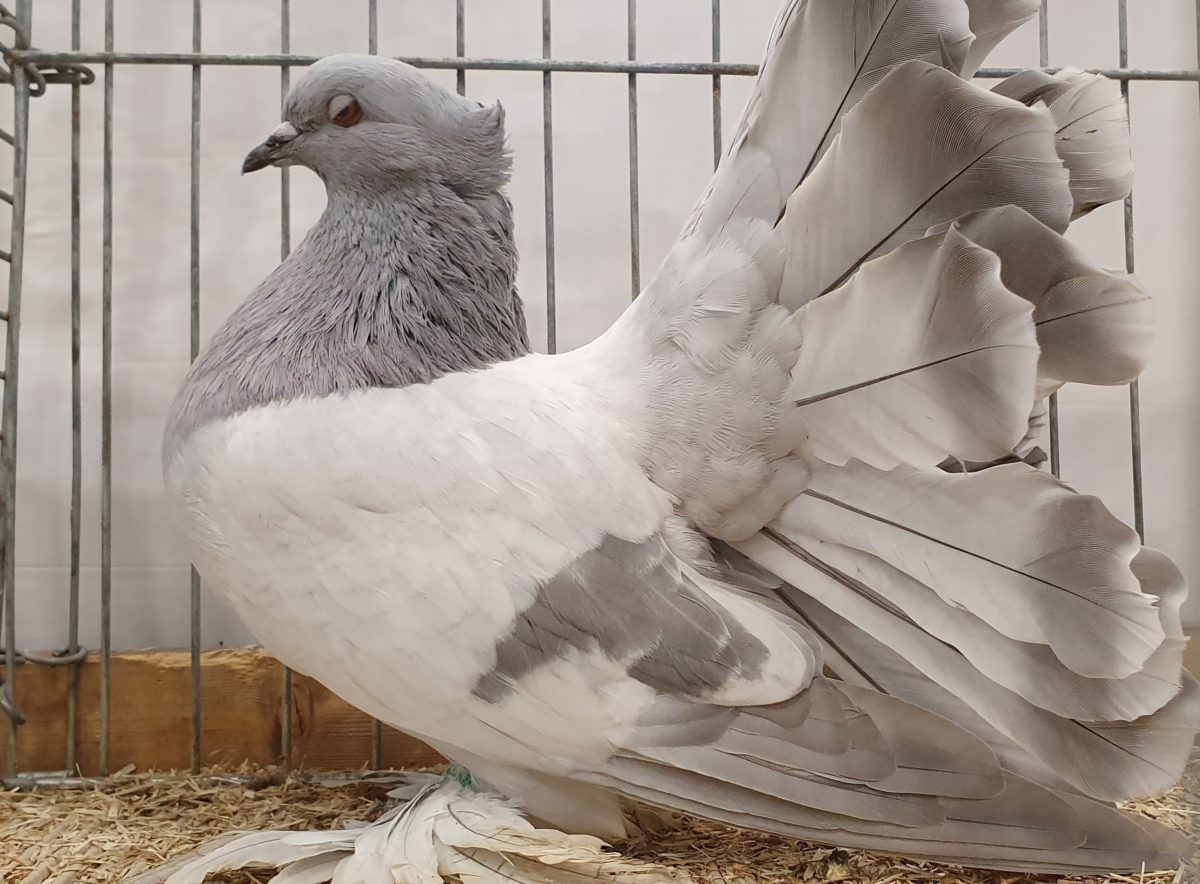 2. Meine Farben – indische-pfautauben.de 2. Meine Farben – indische-pfautauben.de